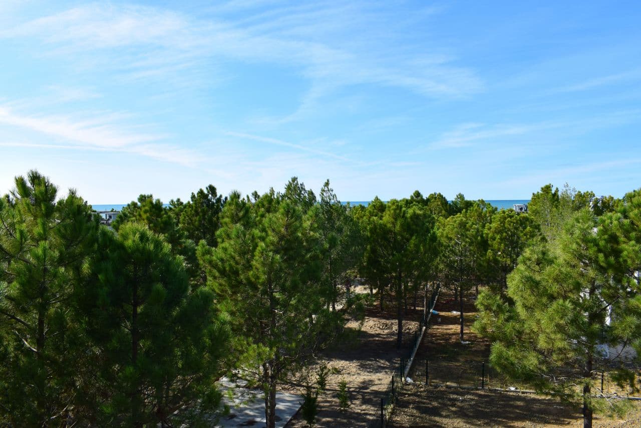 Pine forest beside the coast